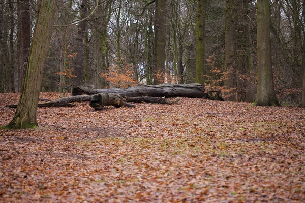 Lehullott levelek, a parkban őszi táj — Stock Fotó