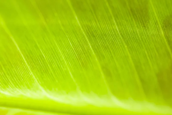 Folha verde, fundo natural close-up — Fotografia de Stock