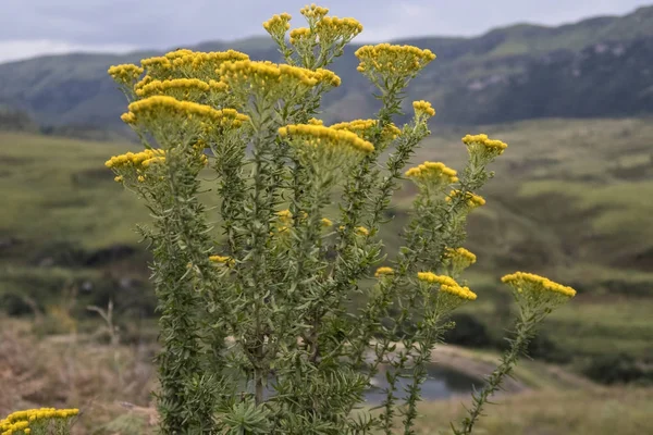 Yellow field flowers, mountains in the background, Drakensberg, — ストック写真