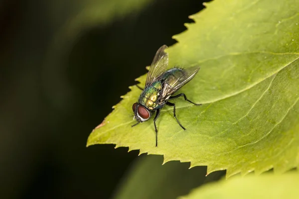 Ένα πολύχρωμο μύγα, κάθεται σε ένα πράσινο φύλλο — Φωτογραφία Αρχείου