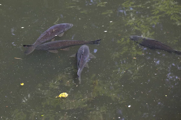 Vários peixes na caça à água para a comida — Fotografia de Stock