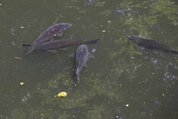 Varios peces en la caza del agua para la comida — Foto de Stock