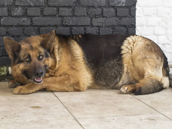 Γερμανικός Ποιμενικός Σκύλος έγκειται σε ένα τσιμεντένιο πάτωμα — Φωτογραφία Αρχείου