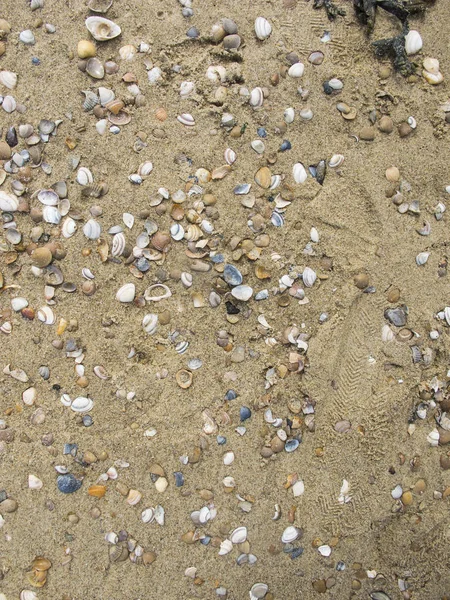 Beach covered with shells, background — Stock Photo, Image