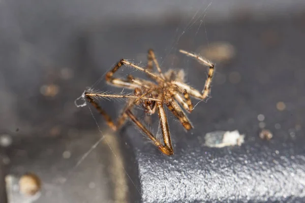 Spinne auf Spinnennetz, Nahaufnahme — Stockfoto