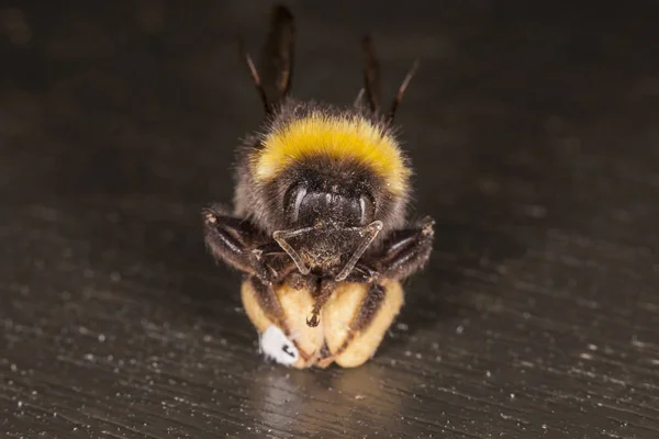 Extremo close-up em abelhas — Fotografia de Stock