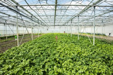 potato plantation in a greenhouse, an artificial ecosystem for i clipart