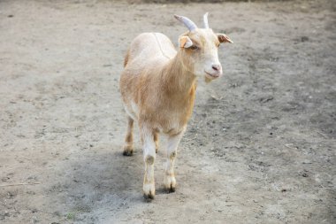 Hayvan çiftliğindeki bir keçinin portresi