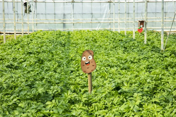 Potato plantation in a greenhouse, an artificial ecosystem for i — Stock Photo, Image