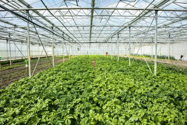 Plantación de patatas en un invernadero, un ecosistema artificial para i —  Fotos de Stock