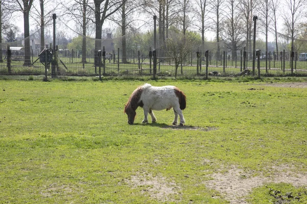 The pony in the pasture eats grass — Stock Photo, Image