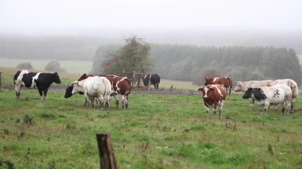Herd of cows grazes in a mountain pasture, fog covers the valley — Stock Footage Herd Cows Grazes Mountain Pasture Fog Covers Valley Stock Footage