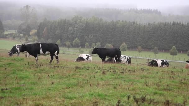 Manada Vacas Pastando Pasto Montaña Niebla Cubre Valle — Vídeo de stock