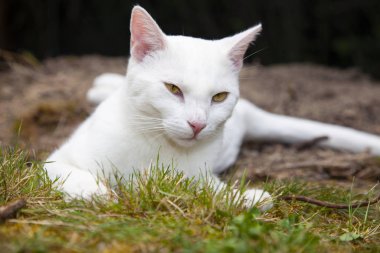 Beyaz kedi fotoğraf için poz veriyor.