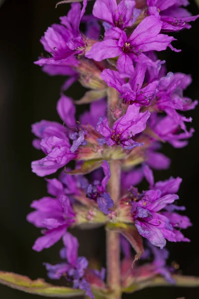 黒を背景に紫色の花を咲かせ — ストック写真