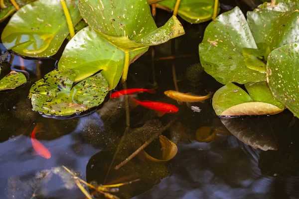 Petit poisson rouge dans l'étang — Photo