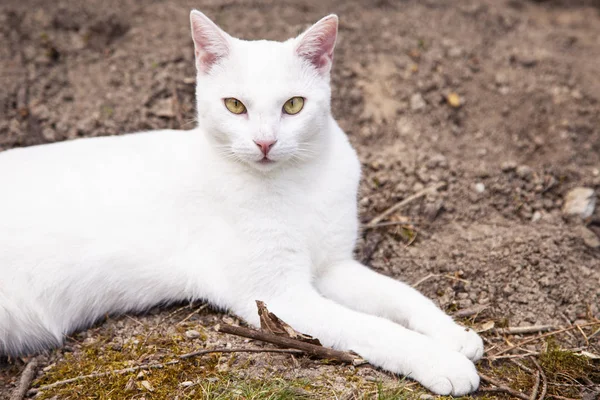 Beyaz kedi fotoğraf için poz veriyor. — Stok fotoğraf