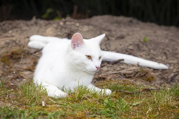 Beyaz kedi fotoğraf için poz veriyor. — Stok fotoğraf