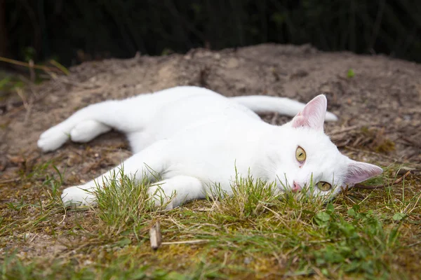 Beyaz kedi fotoğraf için poz veriyor. — Stok fotoğraf