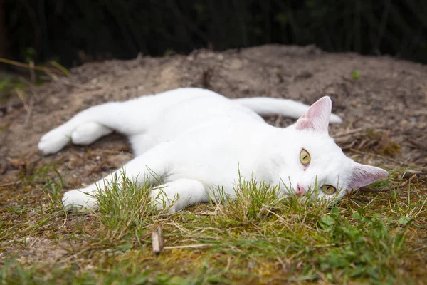 Gato blanco está posando para fotos — Foto de Stock