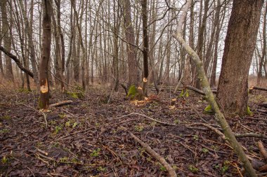 Kunduzlar tarafından kesilen ağaçlar, ağaçlardaki diş izleri