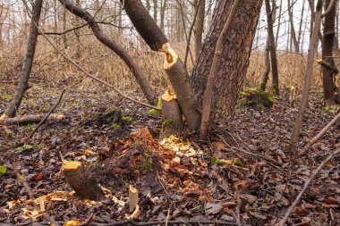 Kunduzlar tarafından kesilen ağaçlar, ağaçlardaki diş izleri