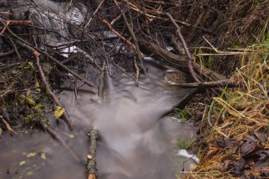  Kunduzlar tarafından kesilen ağaçlar, kunduz yapımı için tasarlanmıştır.