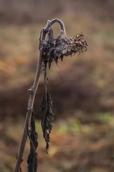 Гнилой подсолнух стоит в поле — стоковое фото