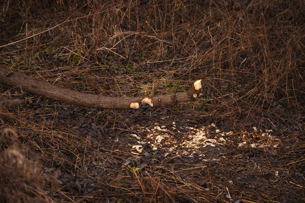 Деревья, вырубленные бобрами, следы зубов на деревьях — стоковое фото
