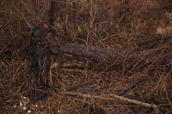 Tree uprooted, destroyed after the storm — 스톡 사진