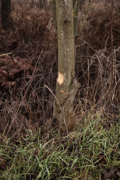 被海狸砍倒的树，树上的牙印 — 图库照片