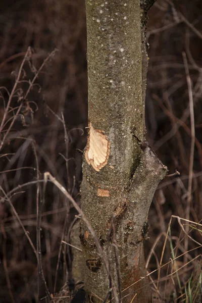 trees cut by beavers, teeth marks on trees