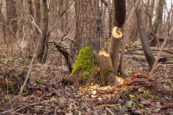 被海狸砍倒的树，树上的牙印 — 图库照片