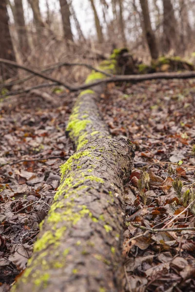 Árvore coberto com musgo verde — Fotografia de Stock