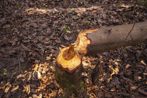 trees cut by beavers, teeth marks on trees