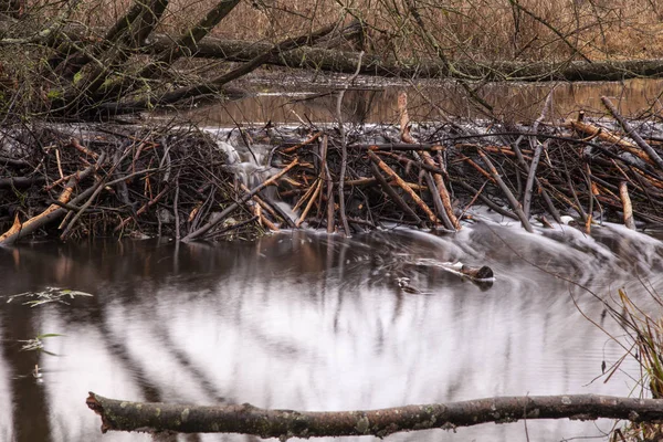 Alberi tagliati da castori, destinati alla costruzione di un castoro — Foto Stock