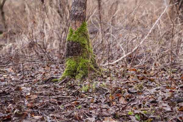 Yeşil yosun ile kaplanmış ağaç — Stok fotoğraf