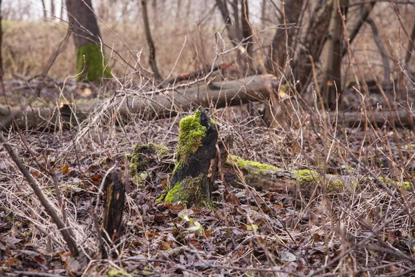 Trees cut by beavers, teeth marks on trees — 스톡 사진