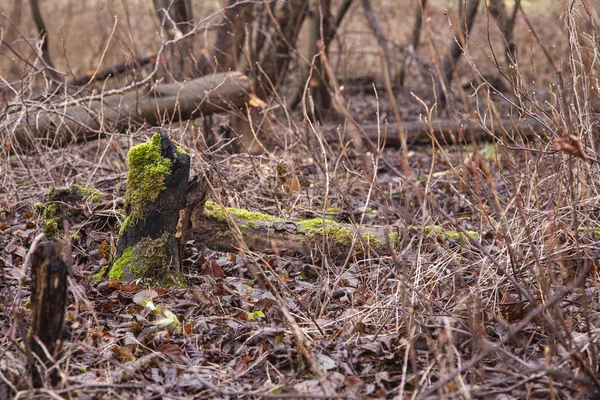 trees cut by beavers, teeth marks on trees