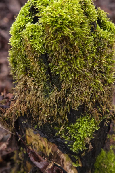 Yeşil yosun ile kaplanmış ağaç