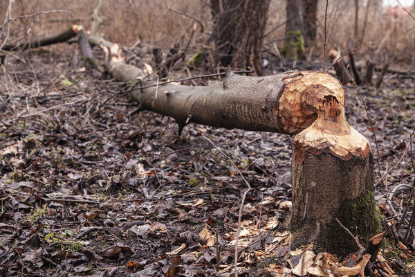 деревья, вырубленные бобрами, следы зубов на деревьях
