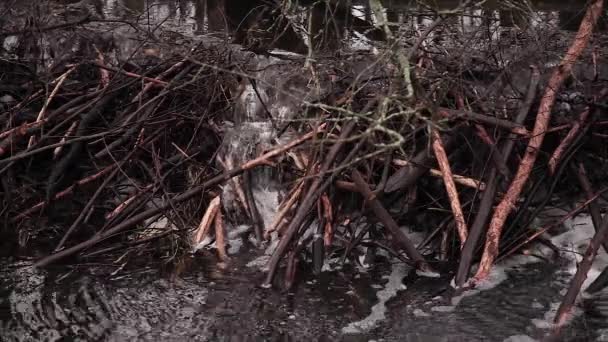 Acqua Che Scorre Attraverso Una Diga Castoro Sul Fiume — Video Stock