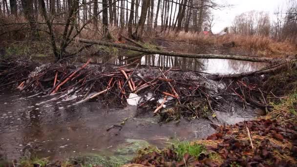 Agua Que Fluye Través Una Presa Castor Río — Vídeos de Stock