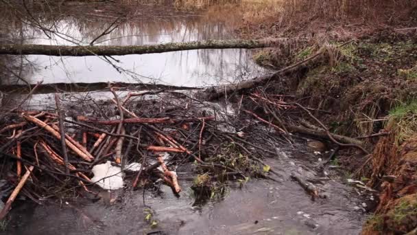 Acqua Che Scorre Attraverso Una Diga Castoro Sul Fiume — Video Stock