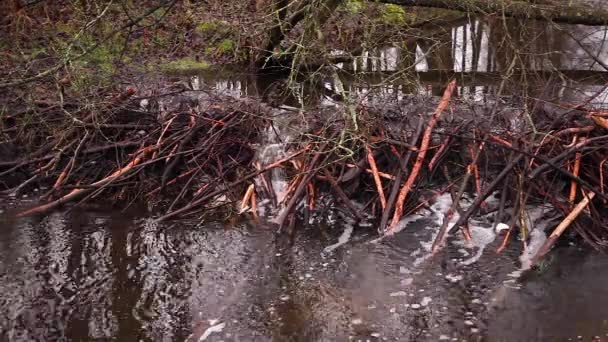 Agua Que Fluye Través Una Presa Castor Río — Vídeos de Stock