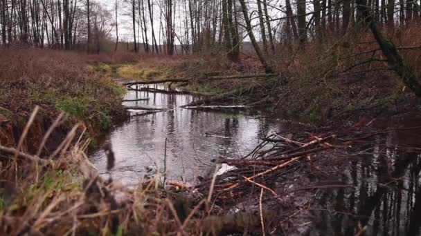 l'eau qui coule à travers un barrage de castors sur la rivière 