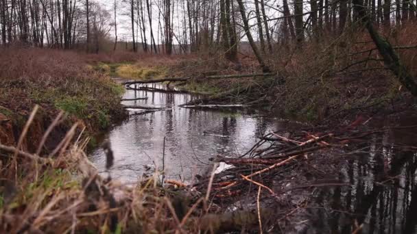 Air Mengalir Melalui Bendungan Berang Berang Sungai — Stok Video