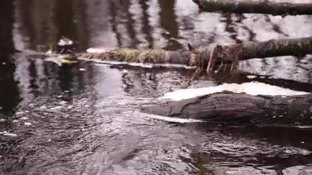 Vatten Som Rinner Genom Bäverdamm Floden — Stockvideo