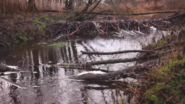 Acqua Che Scorre Attraverso Una Diga Castoro Sul Fiume — Video Stock