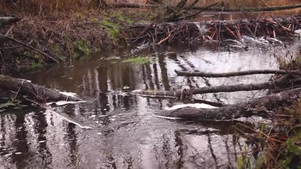 Wasser Fließt Durch Einen Biberdamm Fluss — Stockvideo